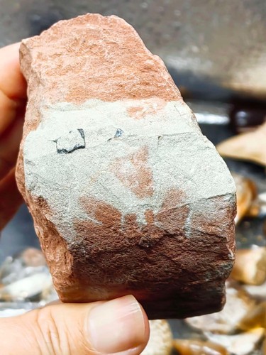 Jurassic age dinosaur egg - age, of