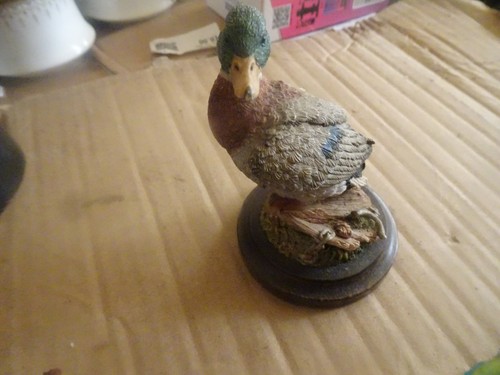 Mallard drake duck - mallard, with