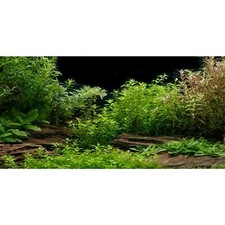 Aquarium Background River Bed