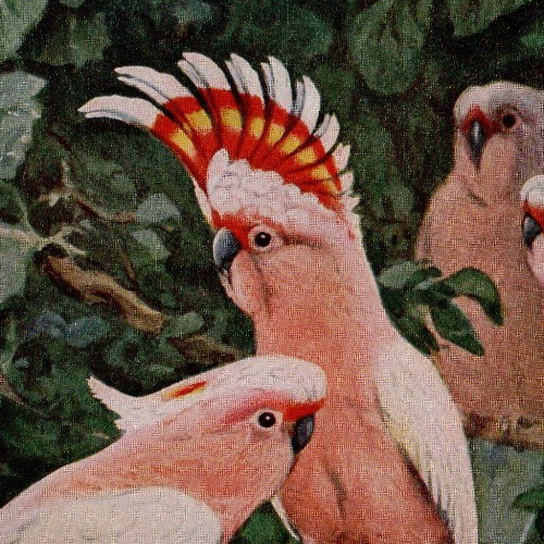Major mitchell cockatoo - major, –