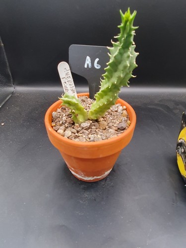 Huernia pendurata - huernia,