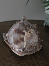 Giant Queen Helmet Conch Sea
