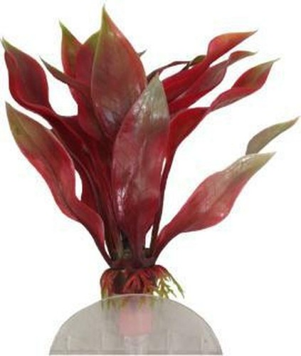 Deep blue plant amazon - amazon, sword