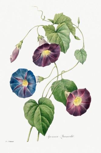 Pierre joseph redoute - joseph,