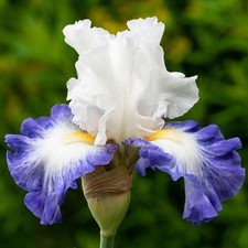 Iris Plants - 'Miles Ahead' -