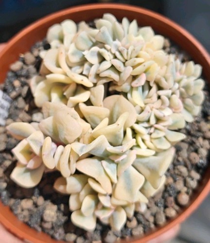 Echeveria cubic frost - cubic,