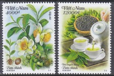 Vietnam 2024 (1190) Tea Plant