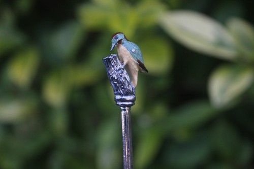 Vintage spoon bird woodpecker - spoon,
