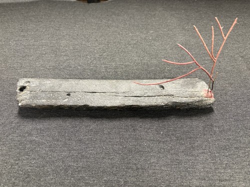Fossilized whale bone with - whale,