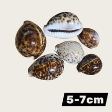 Tiger Cowrie  Sea Shells natural crafts 3/5     5-7cm Large Seashells Craft Etc