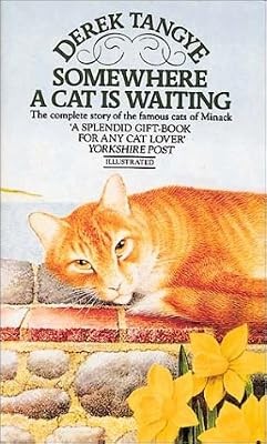 Somewhere cat waiting - cat, is