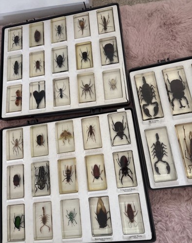 Large resin insect - &, arachnid