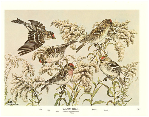 1968 vintage print common - 1968,