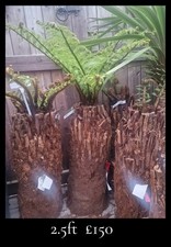 Dicksonia Antarctica Tree Ferns 2.5ft  DIRT CHEAP PLANTS FB