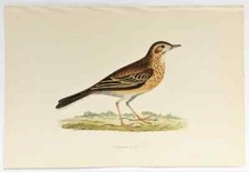 RICHARD'S PIPIT - Morris