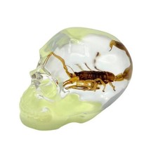 Real GOLDEN SCORPION In Skull