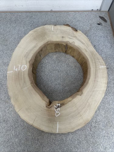 Elm tree slice - slice, live