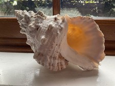 Large frog shell conch - conch, tutufa