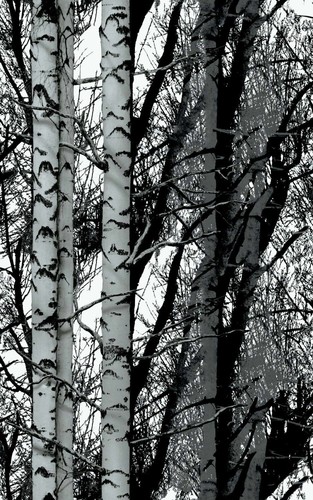 5cm birch trees - x, 67.5cm