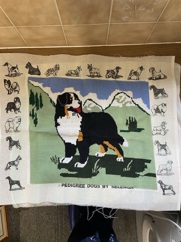 Bernes mountain dog cross - dog,