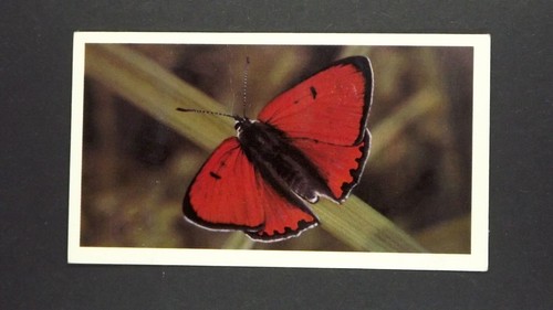 Grandee cigar card - x,