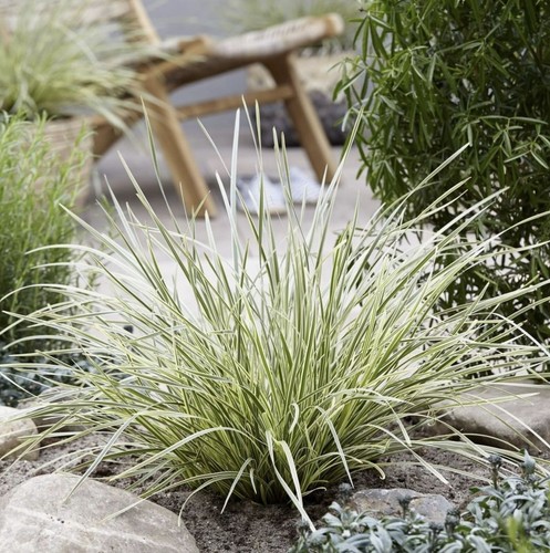 Lomandra white sands - lomandra,