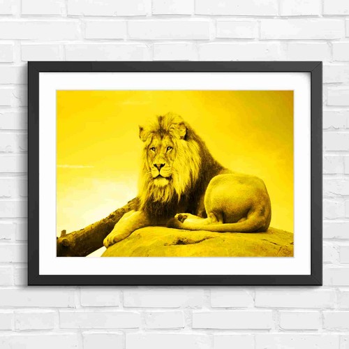 Majestic male lion portrait - male,