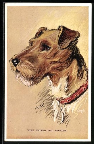 Wire haired fox terrier - wire,