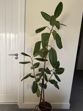 Stunning 1.65m (5ft 5in) Ficus