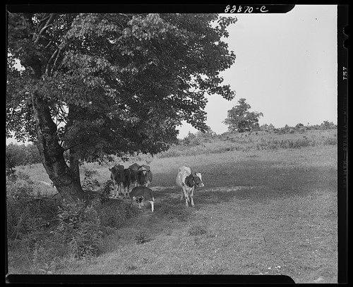 Photo rural pasture - pasture, cows