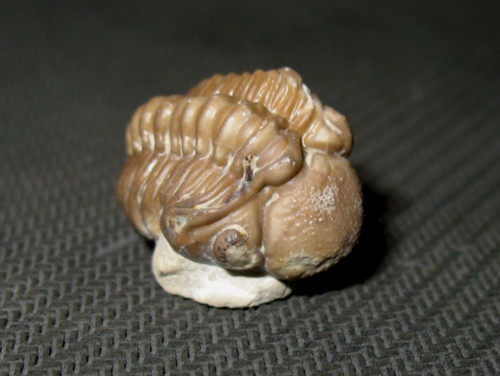 Devonian paciphacops kainops - devonian,