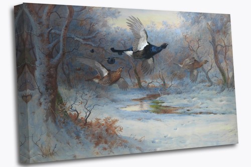 Grouse and blackcock - blackcock, by