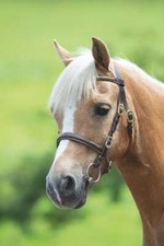 Shires velociti gara clincher - gara,