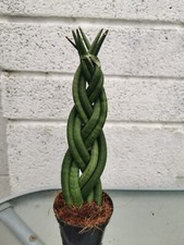 Sanseiveria cylindrica twister - cylindrica,