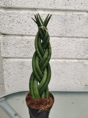 Sanseiveria cylindrica twister - sanseiveria,
