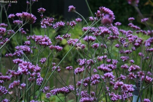 Verbena bonariensis hardy - verbena,