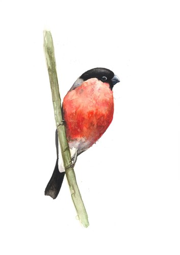 Bull finch original - finch,