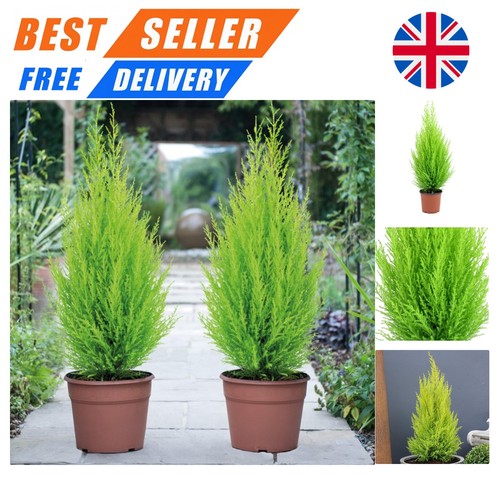 Round green italian cypress - -round,