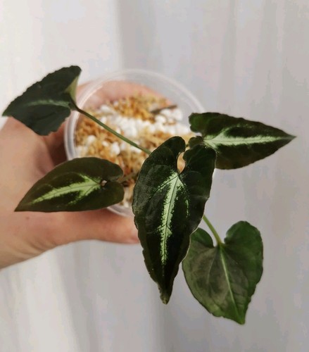 Syngonium rayii - *, |