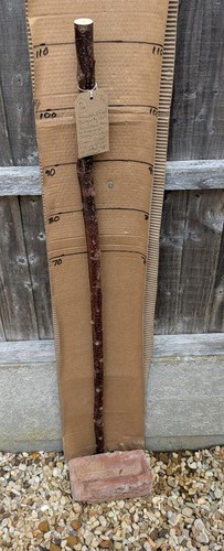 Blackthorn walking stick - blackthorn, shank