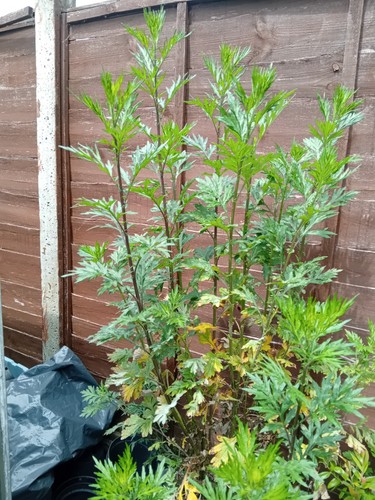 Mugwort herb plants 7cm - herb,
