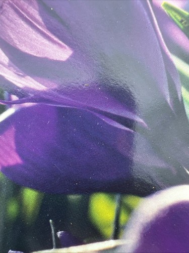 Flowering purple crocus - 12,