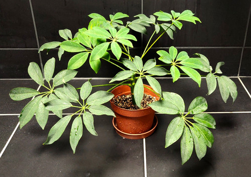 Schefflera arboricola - 🌿,