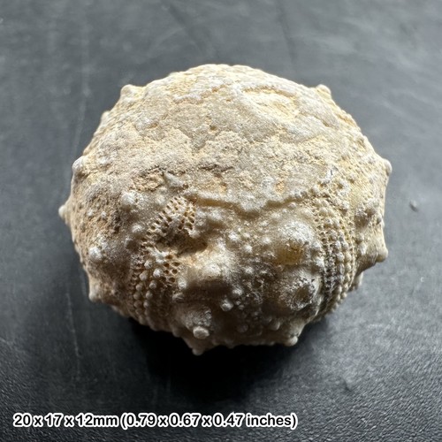 Cidoris echinoid fossil - cidoris,
