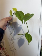 Trailing/Climbing Indoor Plant | Heartleaf Philodendron | Easy Care Hanging Vine