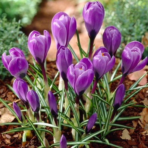 Purple crocus flowers bulbs - 15,