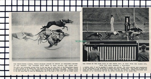 C6201 greyhound racing white - c6201),
