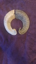 Pair of Two Toned Ram Horns