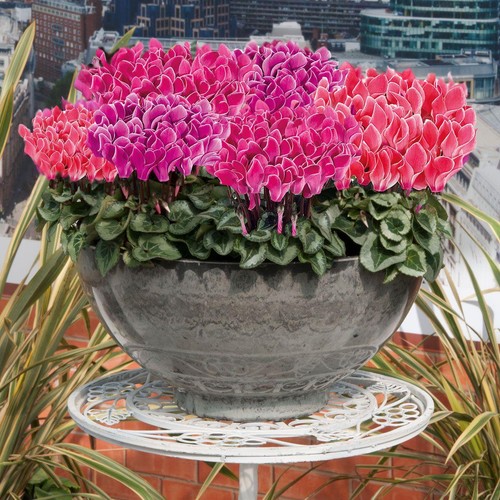 Cyclamen metis mixed - 3, x