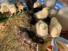 6 HENS Or CockerelsYou Decide